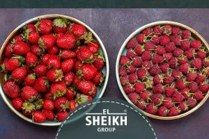 Frozen Strawberry in Egypt