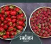 Frozen Strawberry in Egypt