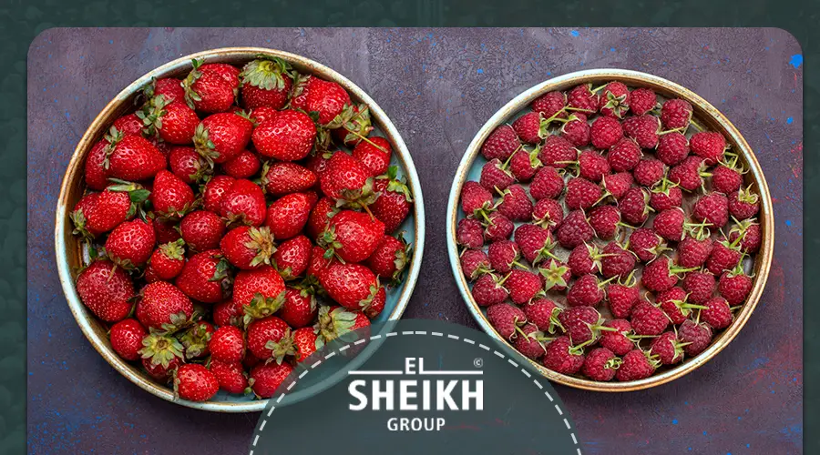 Frozen Strawberry in Egypt